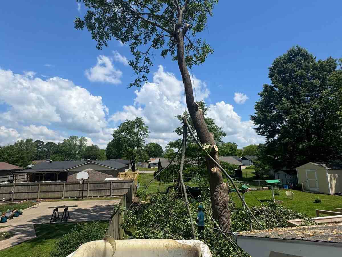 Caceres Tree Service