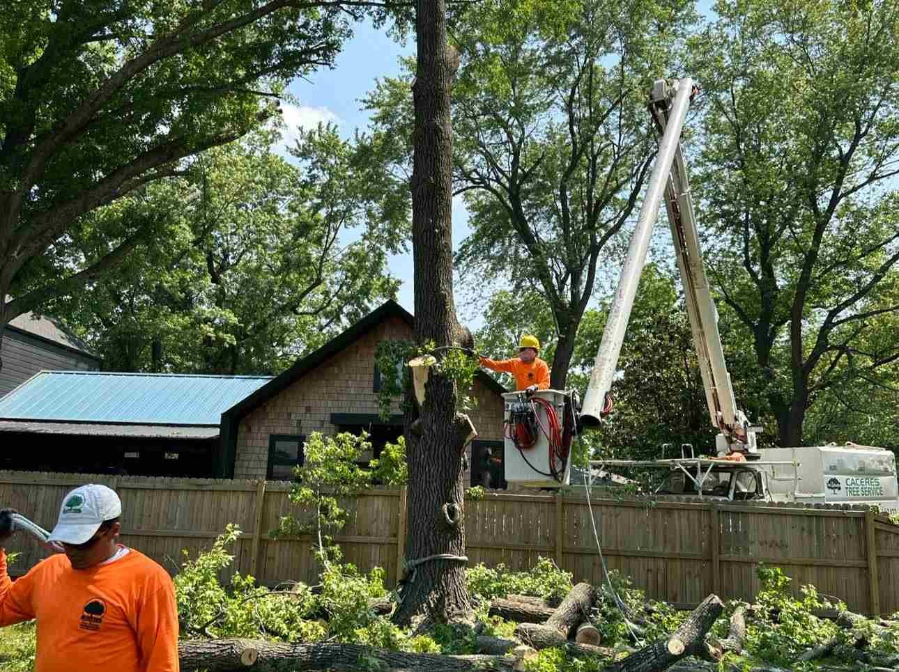 Caceres Tree Service