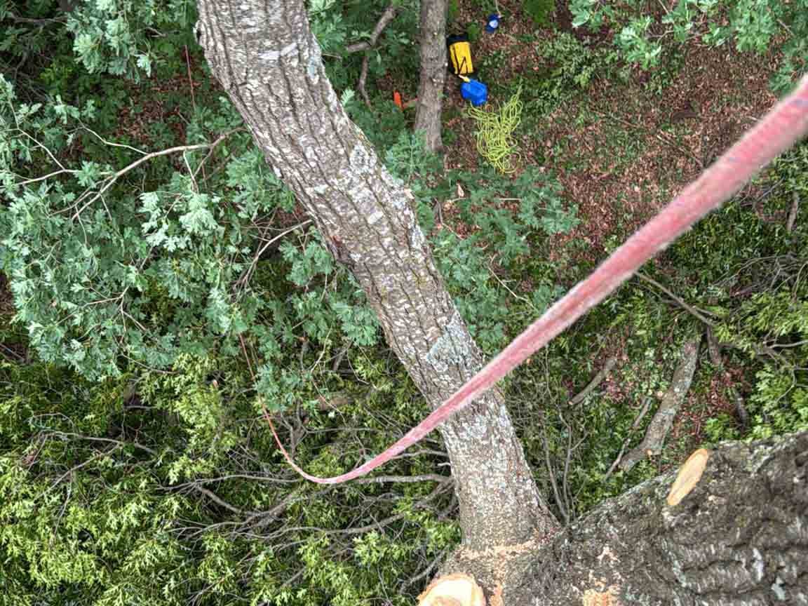 Caceres Tree Service