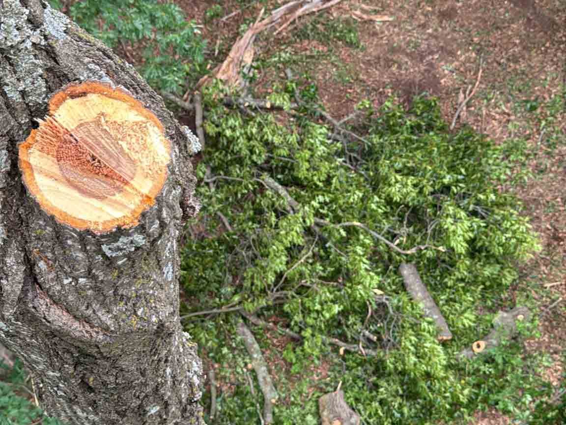 Caceres Tree Service