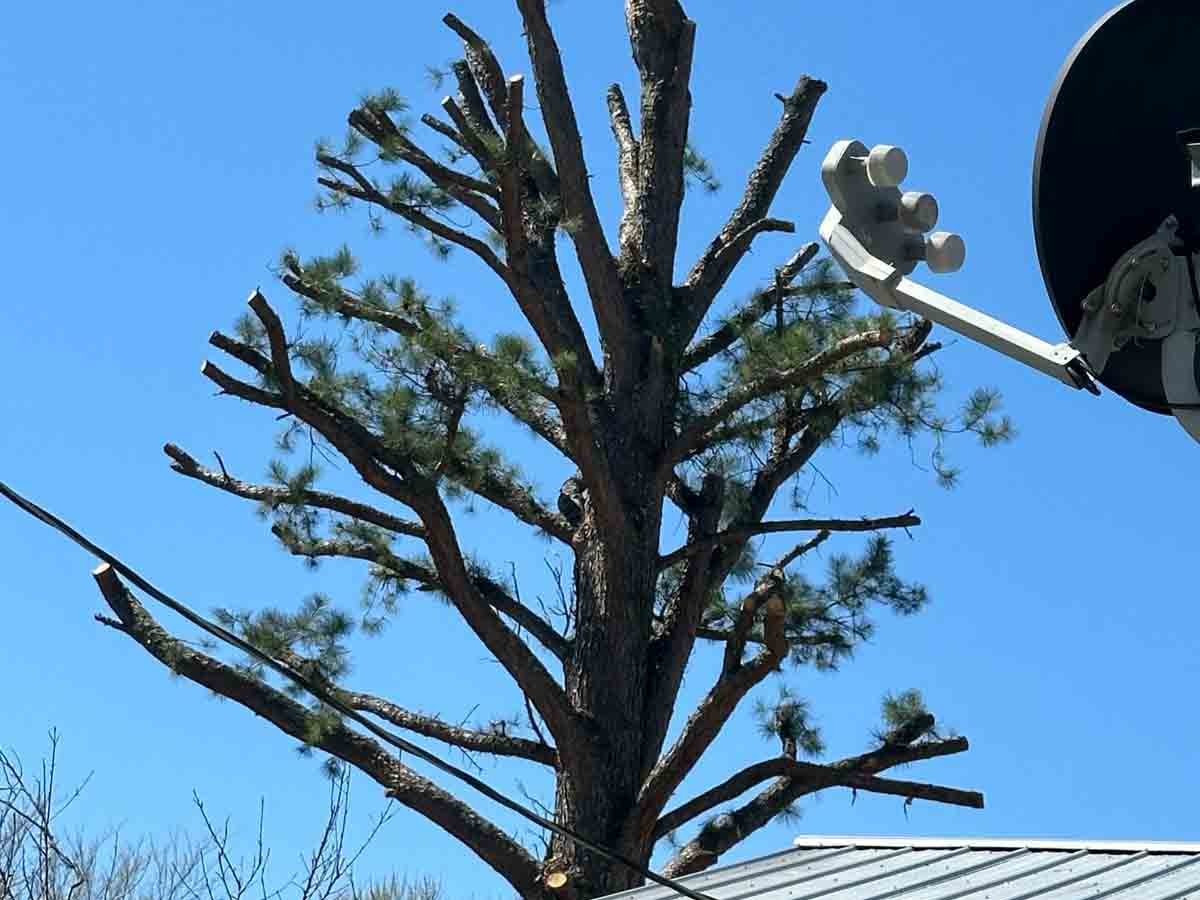 Caceres Tree Service