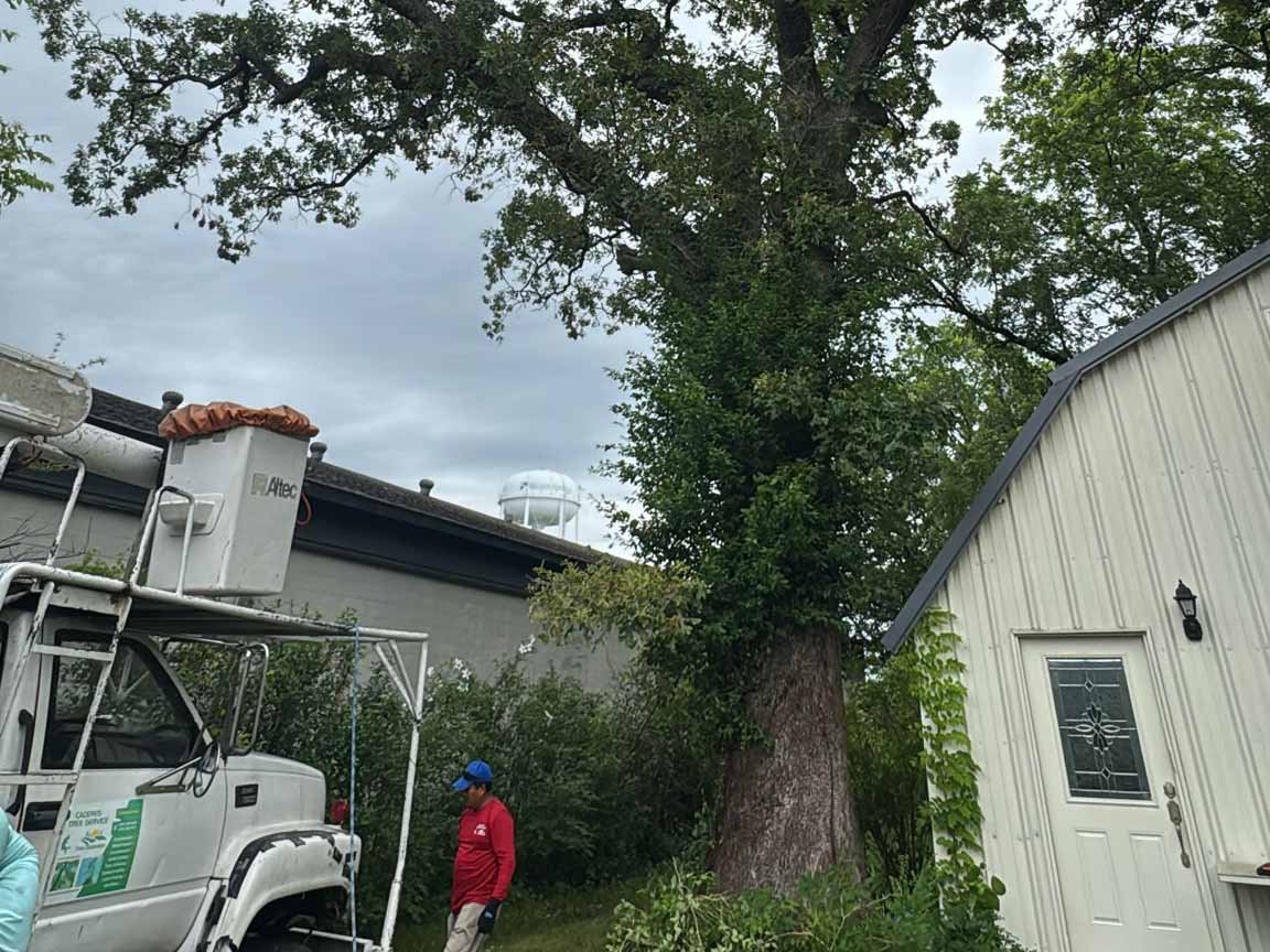 Caceres Tree Service