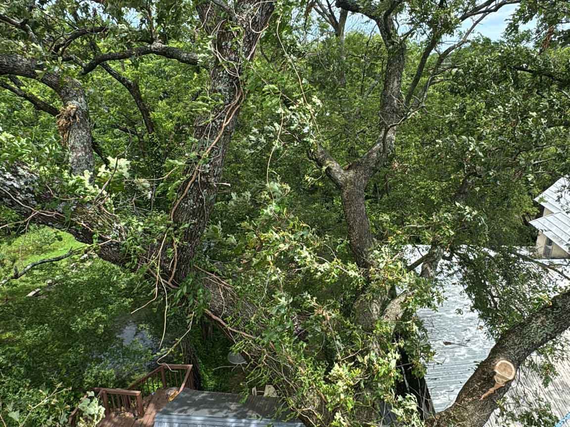 Caceres Tree Service