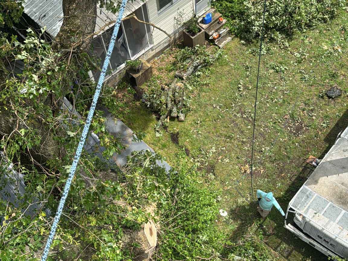 Caceres Tree Service