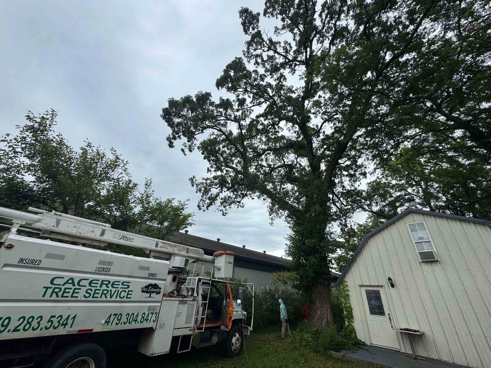 Caceres Tree Service