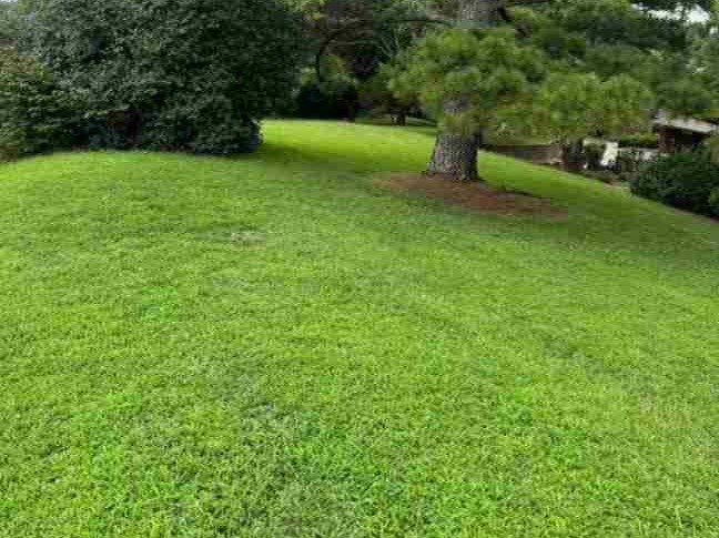 Caceres Tree Service