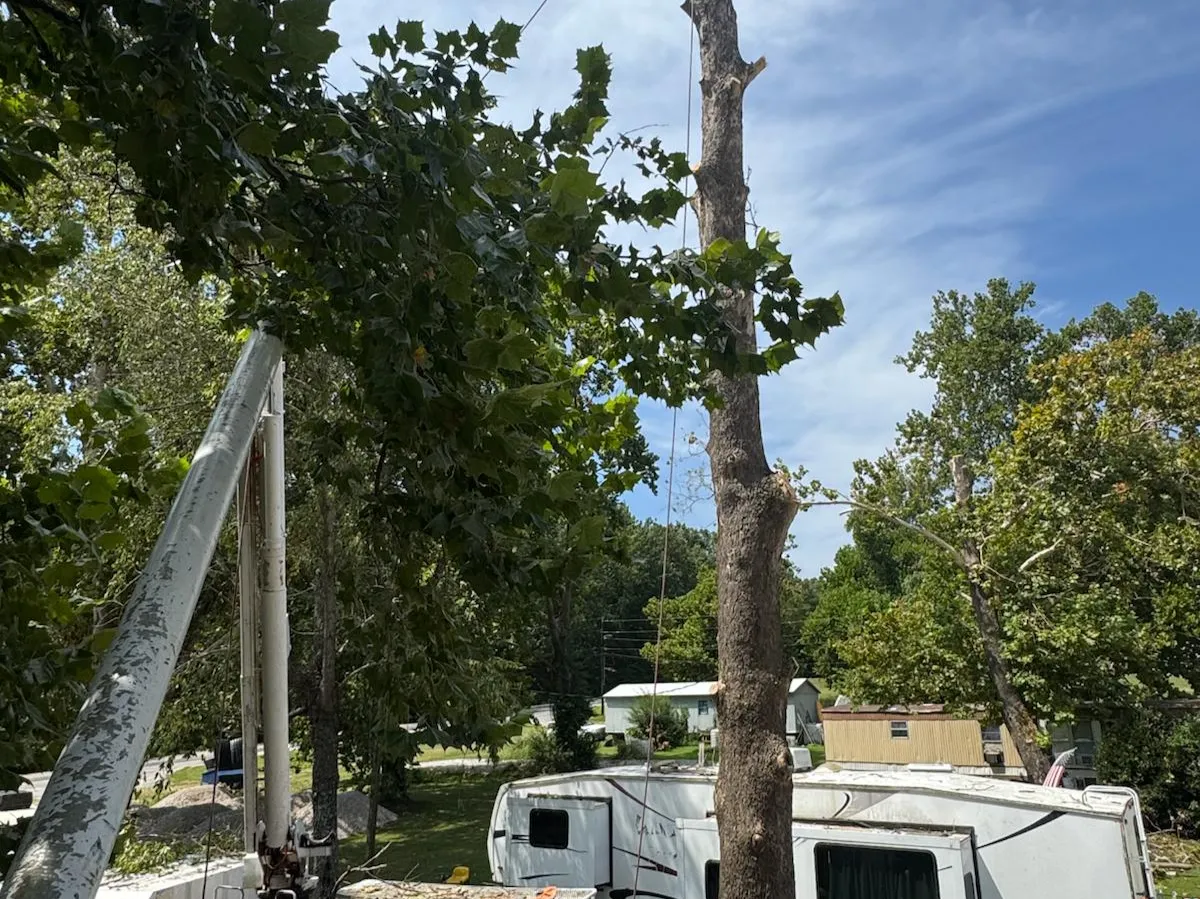 Caceres Tree Service
