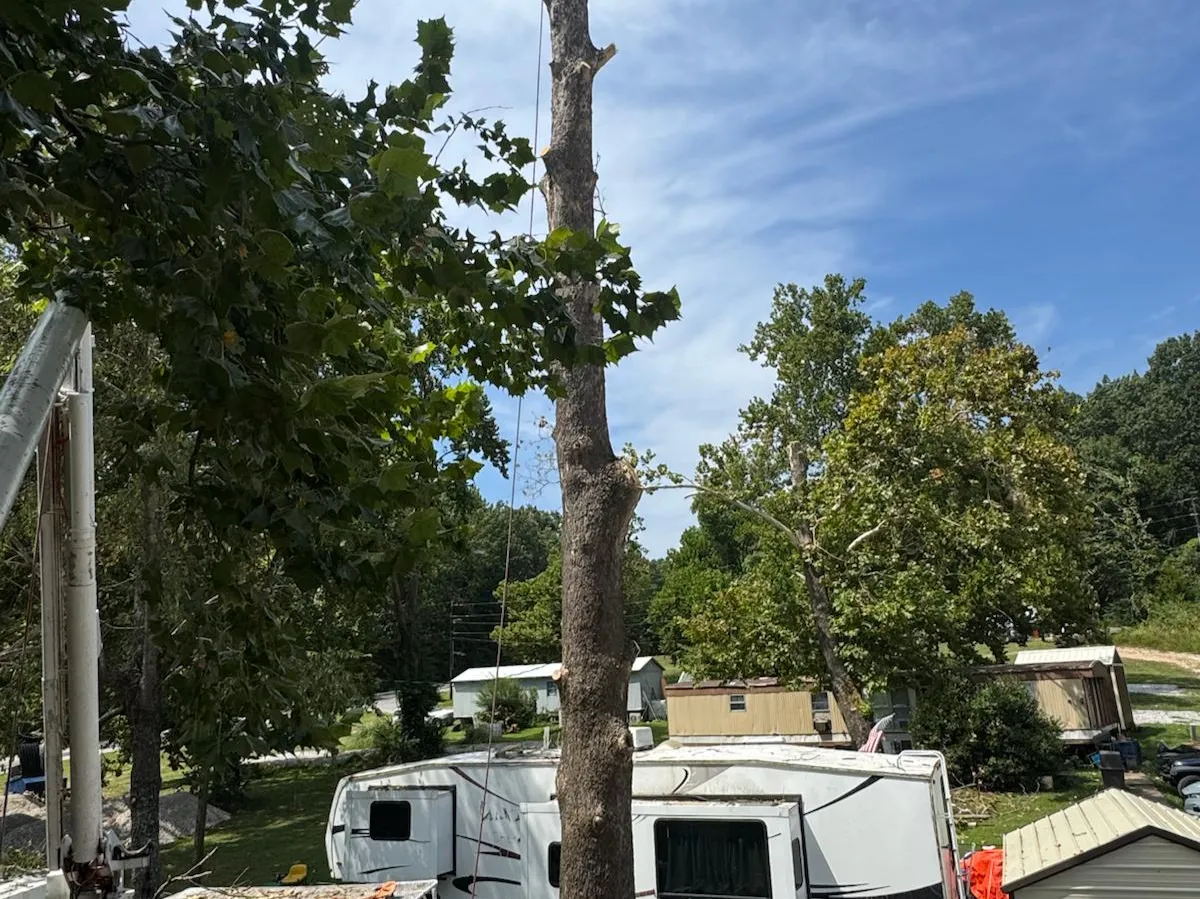 Caceres Tree Service