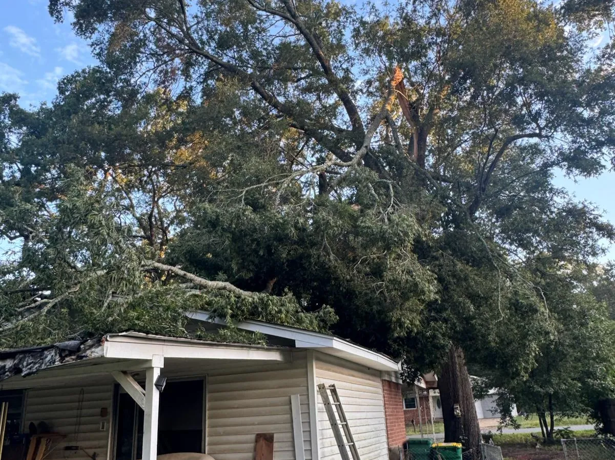 Caceres Tree Service