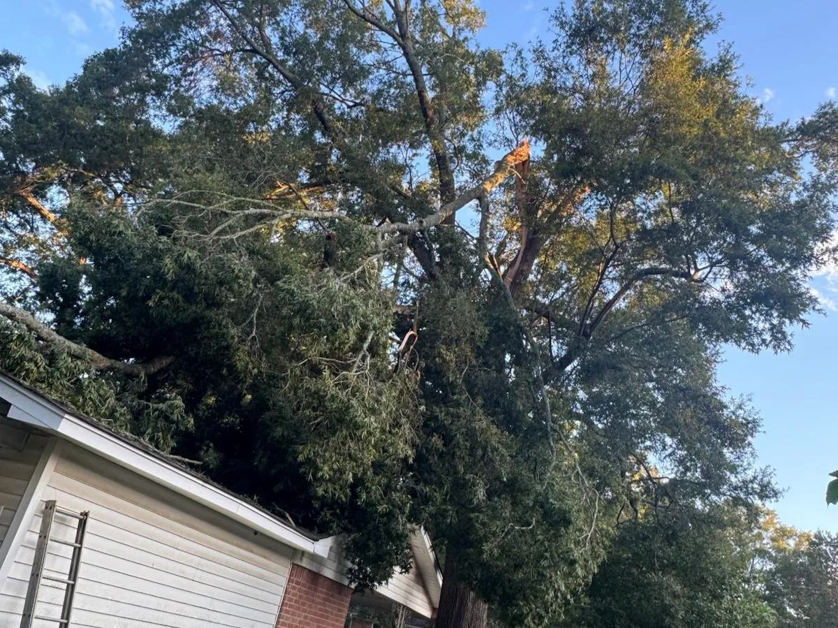 Caceres Tree Service
