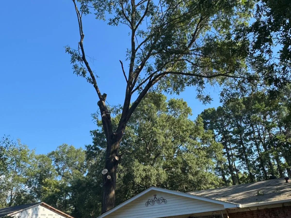 Caceres Tree Service