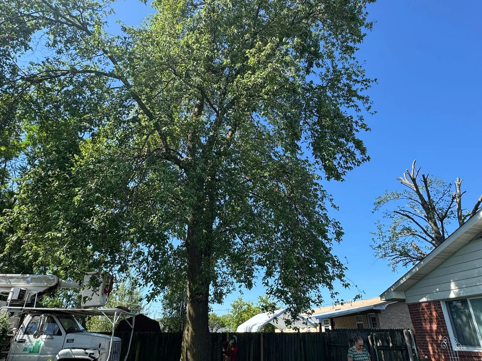 Caceres Tree Service