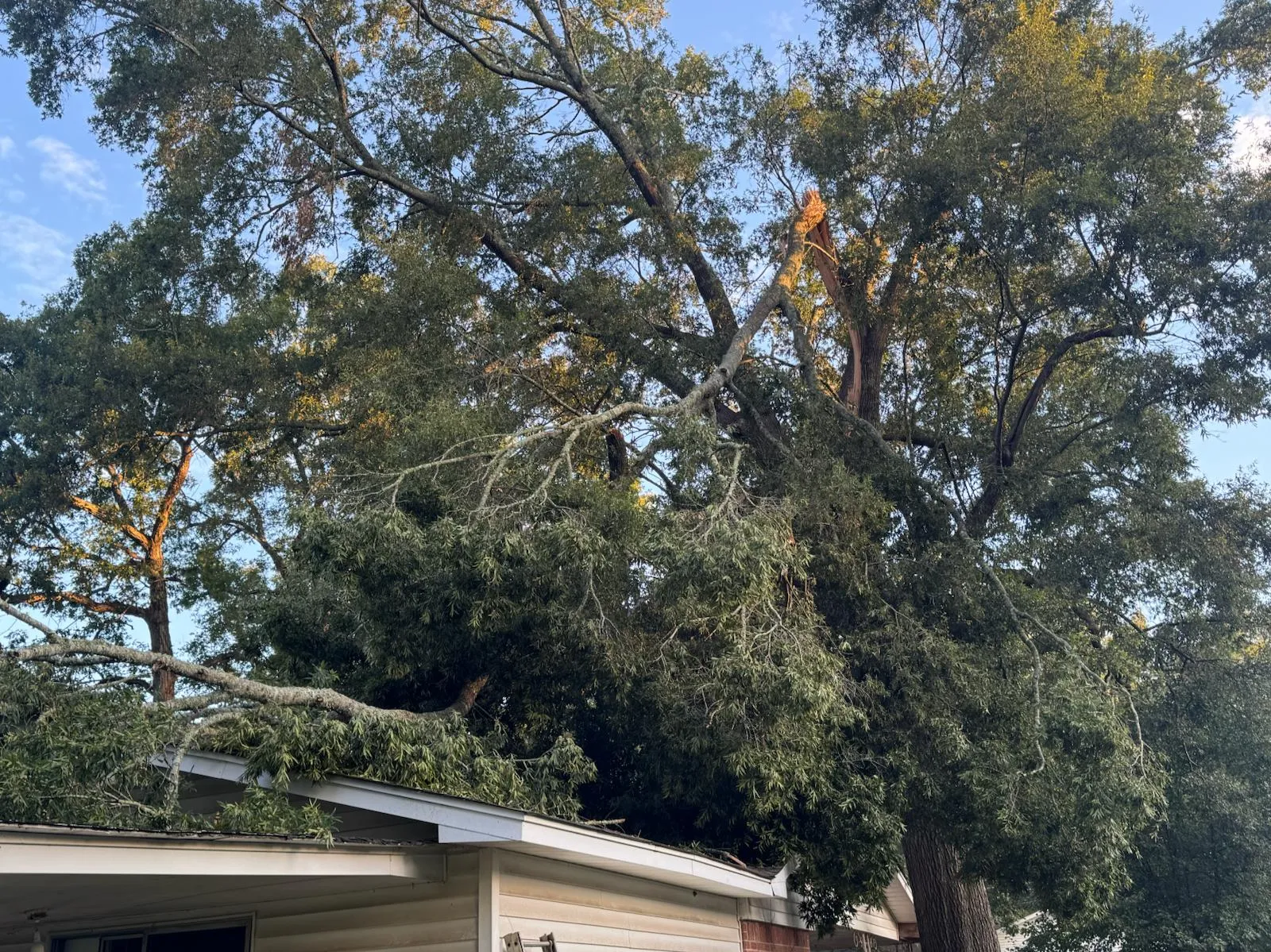 Caceres Tree Service