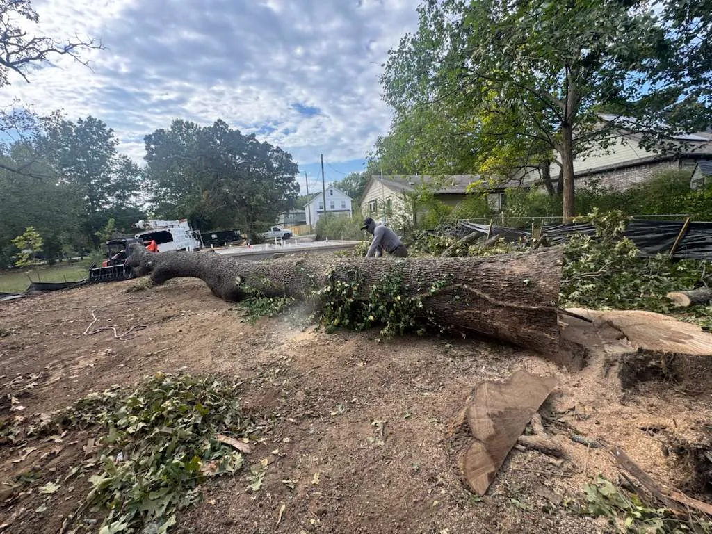 Caceres Tree Service