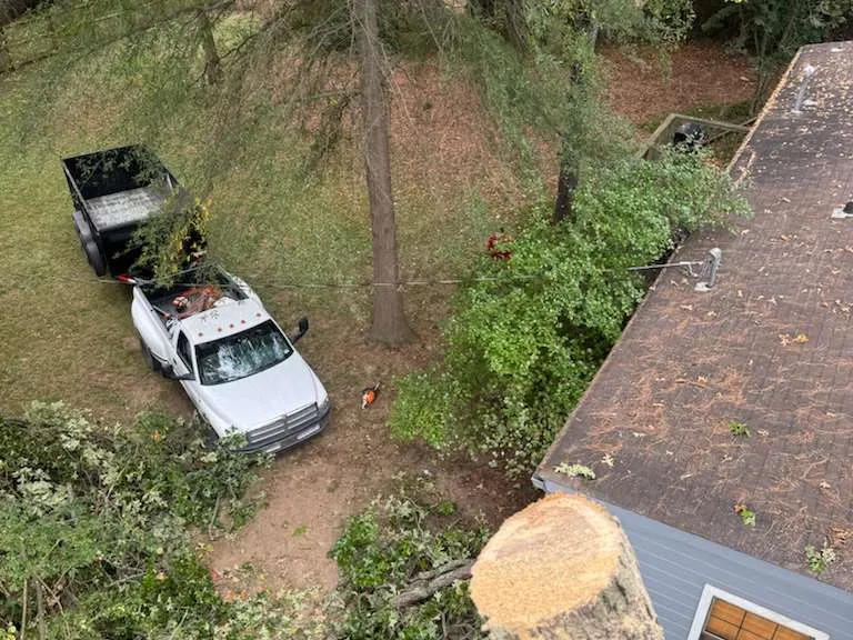 Caceres Tree Service