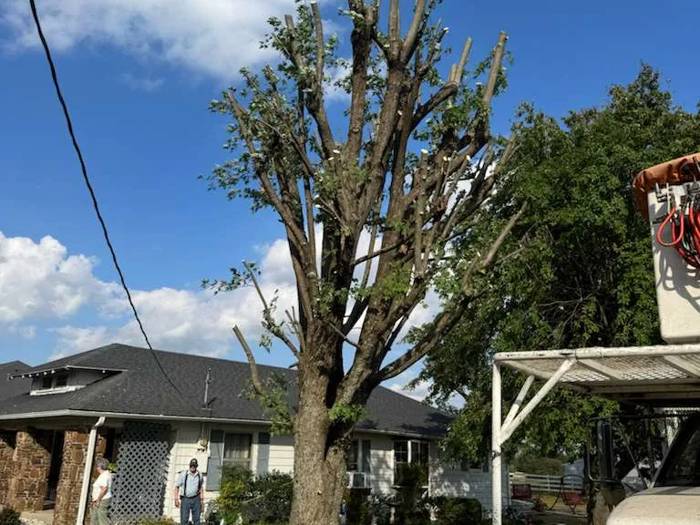 Caceres Tree Service