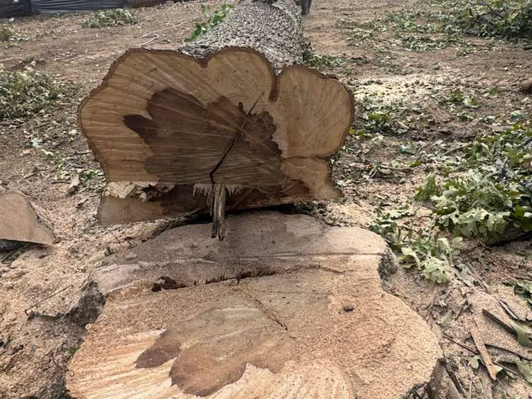 Caceres Tree Service