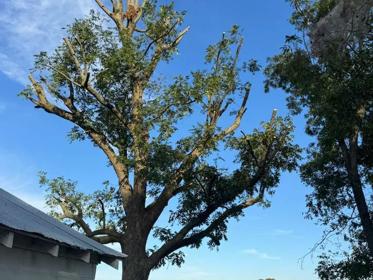 Caceres Tree Service