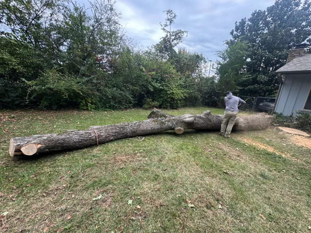 Caceres Tree Service