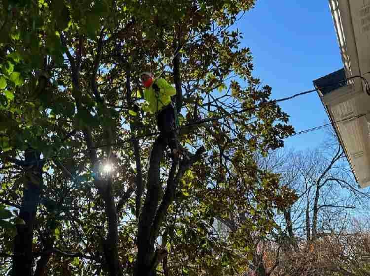 Caceres Tree Service