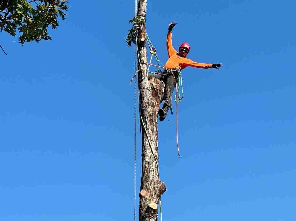 Caceres Tree Service