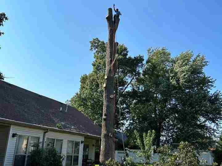 Caceres Tree Service