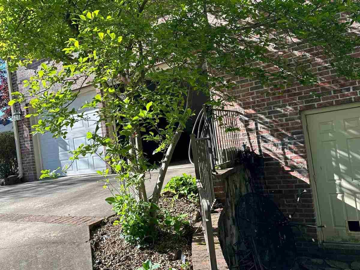Caceres Tree Service