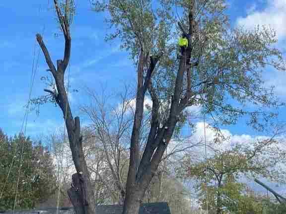 Caceres Tree Service