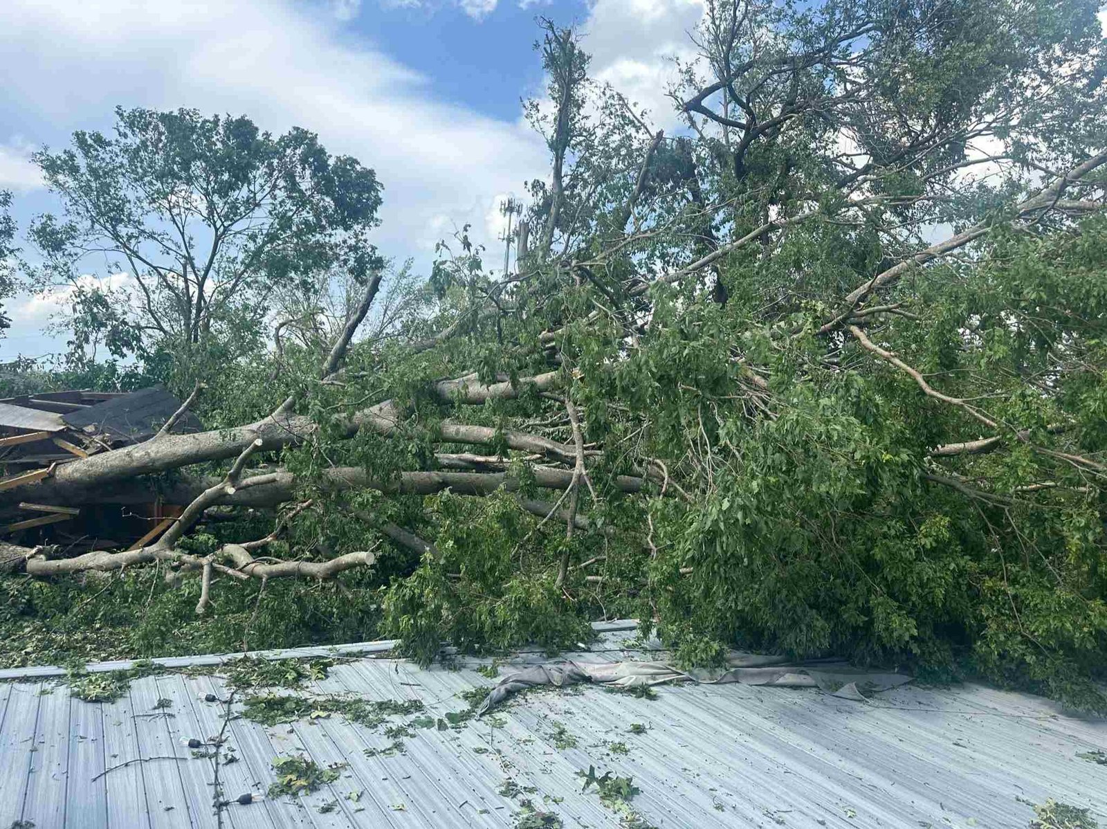 Caceres Tree Service