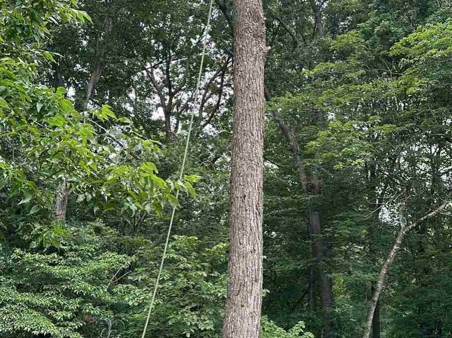 Caceres Tree Service