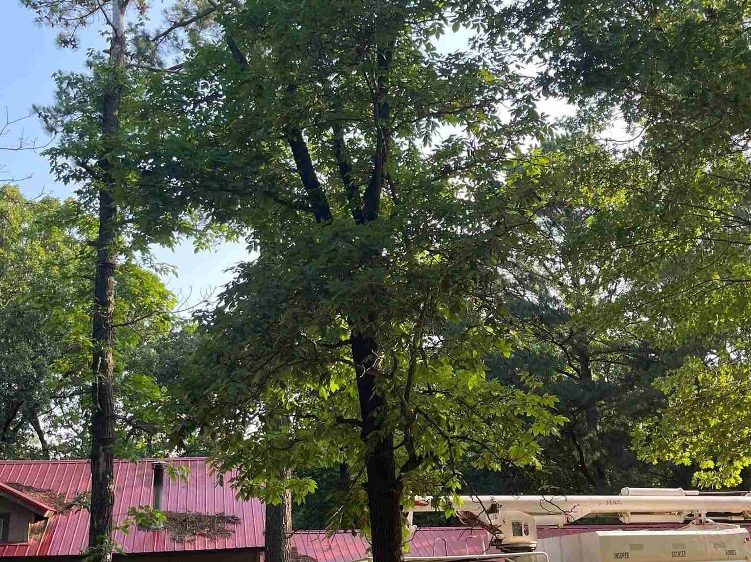 Caceres Tree Service