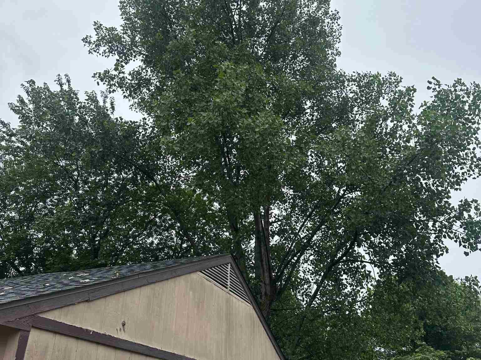 Caceres Tree Service