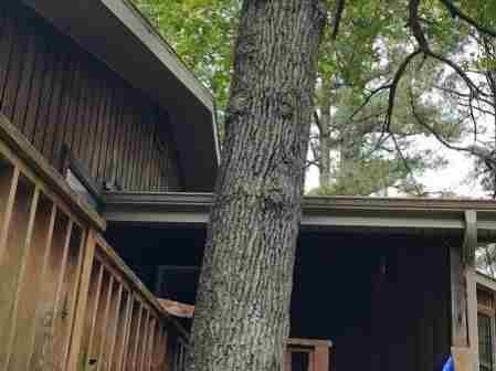 Caceres Tree Service